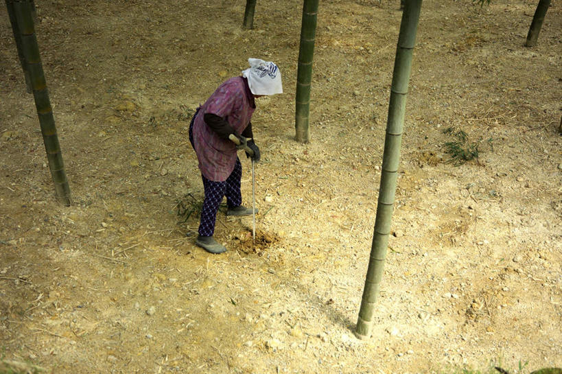 东方人,一个人,站,横图,俯视,室外,白天,纯洁,竹子,金属制品,亚洲,仅一个女性,仅一个人,弯腰,服装,金属,工具,头巾,围裙,竹林,黄种人,衣服,手套,站着,服饰,仅一个老年女性,挖掘,锄,锄头,高雅,衣着,穿着,农具,袖套,奉献,质朴,正直,耕具,衣饰,担当,开掘,发掘,开垦,老年女性,女人,女性,亚洲人,竹,站立,彩图,高角度拍摄,全身,奋进,操守,四君子,岁寒三友,性坚,虚怀,虚心,善群,卓尔