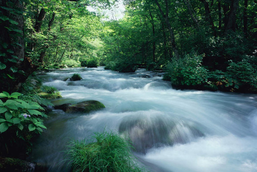 无人,横图,室外,白天,正面,旅游,度假,河流,石头,美景,瀑布,树林,水,植物,叶子,日本,亚洲,阴影,飞溅,溅,光线,石子,液体,影子,草丛,河水,景观,水流,娱乐,花,花瓣,花朵,鲜花,树,树木,绿色,阳光,自然,享受,休闲,景色,放松,生长,成长,宁静,喷洒,自然风光,东亚,本州,本州岛,日本国,青森,青森县,东北地方,奥入濑町,奥入濑溪流,跌水,石块,岩石,彩图