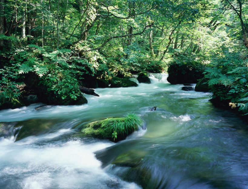无人,横图,室外,白天,正面,旅游,度假,河流,石头,美景,树林,水,植物,叶子,日本,亚洲,阴影,光线,石子,影子,草丛,河水,景观,水流,娱乐,花,花瓣,花朵,鲜花,树,树木,绿色,阳光,自然,享受,休闲,景色,放松,生长,成长,自然风光,东亚,本州,本州岛,日本国,青森,青森县,东北地方,奥入濑町,奥入濑溪流,石块,岩石,彩图