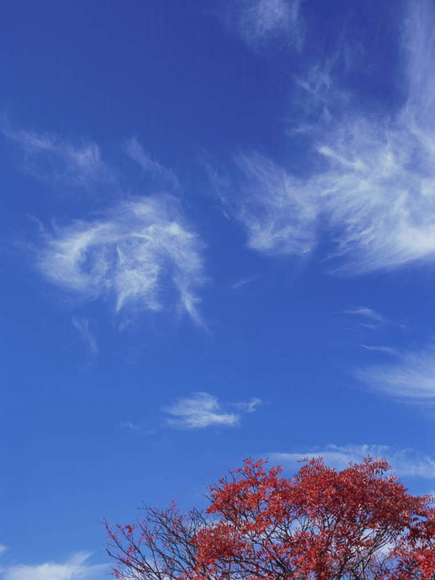 无人,竖图,室外,白天,正面,旅游,度假,美景,秋季,植物,日本,亚洲,景观,云,云朵,云彩,娱乐,树,树木,蓝色,绿色,白云,蓝天,天空,自然,天,红花,享受,休闲,景色,放松,忧伤,生长,晴朗,成长,灌木,美好,自然风光,善良,痛苦,东亚,忠诚,本州,关东地方,本州岛,日本国,群马,群马县,花楸,红果臭山槐,百华花楸,马加木,晴空,秋,秋天,彩图,哭泣