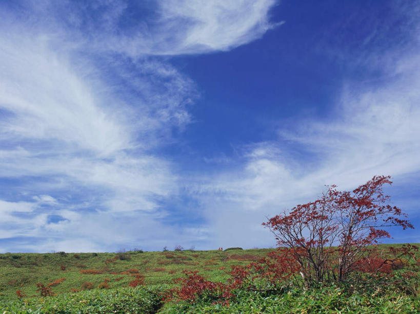 无人,横图,室外,白天,正面,旅游,度假,草地,草原,草坪,美景,秋季,植物,日本,亚洲,景观,云,云朵,云彩,娱乐,草,树,树木,蓝色,绿色,白云,蓝天,天空,自然,平原,天,红花,享受,休闲,景色,放松,忧伤,生长,晴朗,成长,灌木,美好,自然风光,善良,痛苦,东亚,忠诚,本州,关东地方,本州岛,日本国,群马,群马县,花楸,红果臭山槐,百华花楸,马加木,晴空,秋,秋天,彩图,哭泣