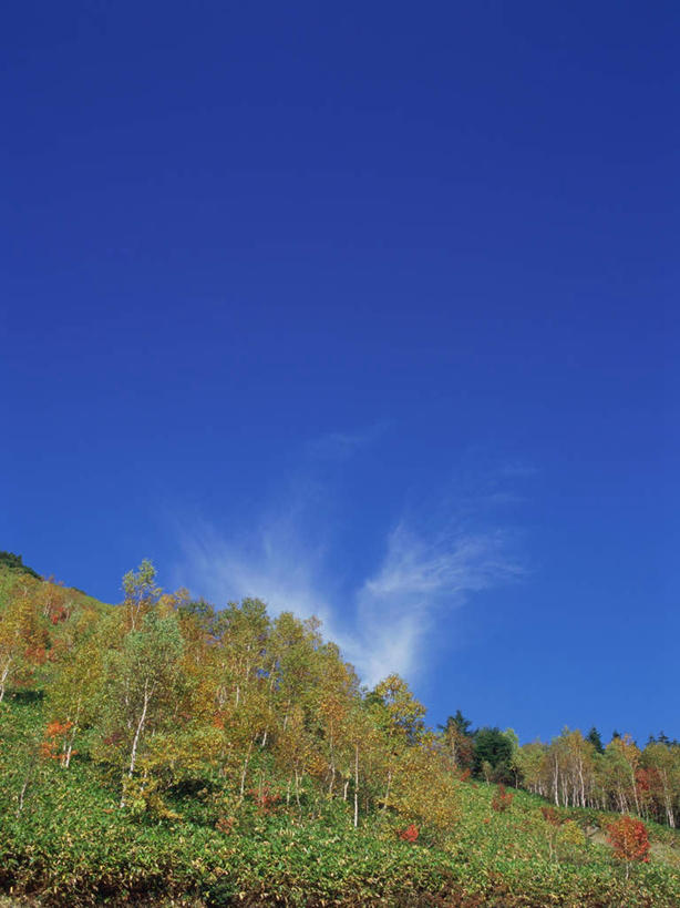 无人,竖图,室外,白天,正面,旅游,度假,美景,树林,植物,长野县,日本,亚洲,景观,云,云朵,云彩,娱乐,树,树木,蓝色,绿色,白云,蓝天,天空,自然,天,享受,休闲,景色,放松,白桦,生长,晴朗,成长,自然风光,东亚,本州,本州岛,日本国,中部地方,长野,志贺高原,晴空,桦树,桦皮树,桦木,彩图
