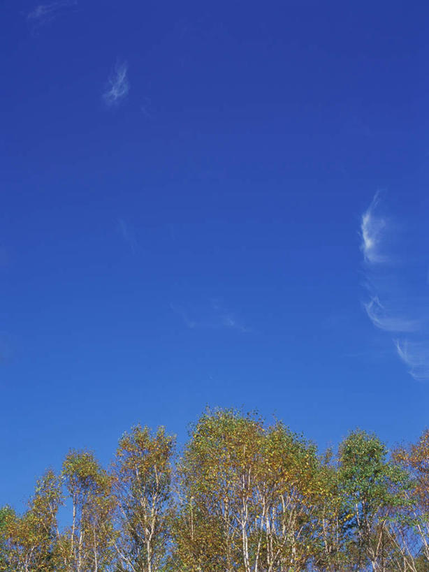 无人,竖图,室外,白天,仰视,旅游,度假,美景,森林,树林,植物,枫树,长野县,日本,亚洲,高原,景观,娱乐,树,树木,黄色,蓝色,绿色,蓝天,天空,自然,天,享受,休闲,景色,放松,白桦,生长,晴朗,成长,自然风光,东亚,本州,万里无云,本州岛,日本国,中部地方,长野,槭树,日本红枫,日本红丝带,志贺高原,晴空,晴空万里,桦树,桦皮树,桦木,彩图,低角度拍摄