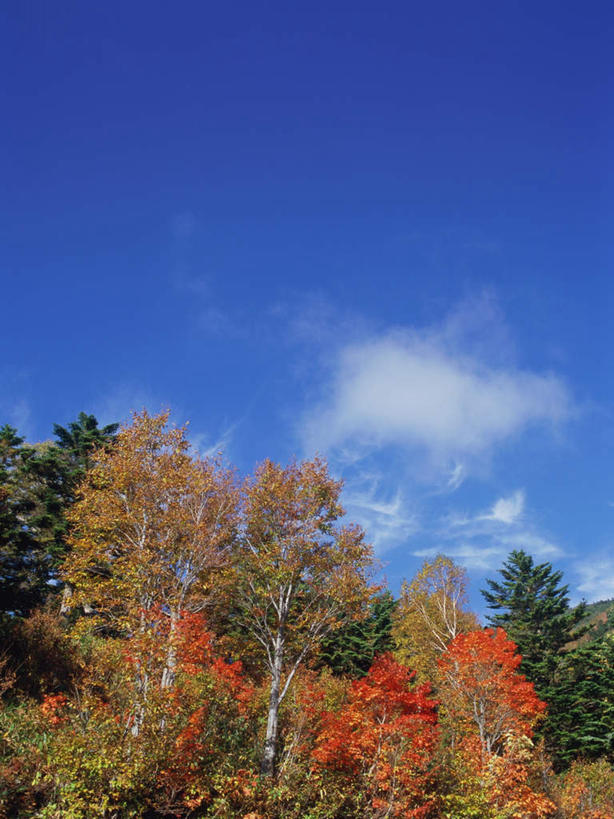 无人,竖图,室外,白天,仰视,旅游,度假,草地,草坪,美景,森林,树林,植物,长野县,日本,亚洲,高原,景观,云,云朵,云彩,娱乐,草,树,树木,蓝色,绿色,白云,蓝天,天空,自然,天,享受,休闲,景色,放松,生长,晴朗,成长,自然风光,东亚,本州,本州岛,日本国,中部地方,长野,志贺高原,晴空,彩图,低角度拍摄