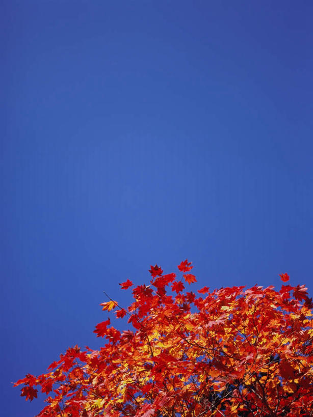 无人,竖图,室外,白天,仰视,旅游,度假,美景,森林,树林,植物,枫树,长野县,日本,亚洲,景观,娱乐,树,树木,红色,蓝色,蓝天,天空,自然,天,享受,休闲,景色,放松,生长,晴朗,成长,自然风光,东亚,本州,万里无云,本州岛,日本国,中部地方,长野,槭树,日本红枫,日本红丝带,志贺高原,晴空,晴空万里,彩图,低角度拍摄