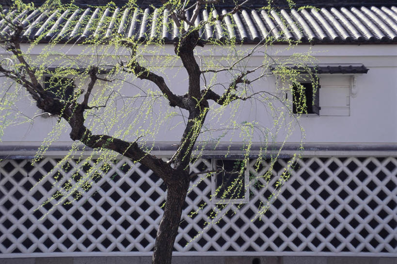 无人,寺庙,横图,室外,白天,正面,旅游,度假,窗户,标志建筑,地标,建筑,柳树,京都,日本,亚洲,节日,瓦片,墙,燃烧,瓦,文化,娱乐,建设,垂柳,玻璃窗,墙壁,墙面,香火,庙宇,祈祷,享受,休闲,健康,旅游胜地,放松,许愿,宗教,建造,信仰,京都府,纪念,祈求,东亚,屋瓦,本州,本州岛,日本国,近畿地方,近畿,县厅,京都市,倒挂柳,东本愿寺,下京区,平安,垂枝柳,彩图,庙,寺