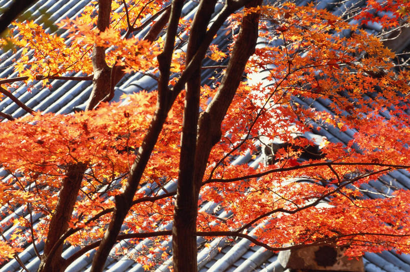 无人,寺庙,横图,俯视,室外,白天,旅游,名胜古迹,秋季,树林,植物,地标,枫树,叶子,京都,日本,亚洲,节日,遗迹,瓦片,屋顶,屋檐,红叶,顶棚,古迹,文化,文物,古建筑,檐,树,树木,红色,自然,庙宇,祈祷,健康,嫩叶,旅游胜地,许愿,宗教,佛教,信仰,京都府,生长,成长,纪念,祈求,古文明,东亚,本州,本州岛,日本国,近畿地方,近畿,槭树,鸡爪槭,释教,左京区,禅林寺,永观堂,平安,叶,叶片,秋,秋天,鸡爪枫,彩图,高角度拍摄,庙,寺,标志性建筑