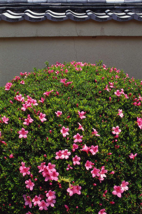 无人,寺庙,竖图,室外,白天,正面,旅游,度假,名胜古迹,标志建筑,地标,建筑,杜鹃花,京都,日本,亚洲,节日,遗迹,盛开,沙子,柱子,杜鹃,落花,地面,花蕾,古迹,文化,文物,娱乐,建设,古建筑,木柱,花,花瓣,花朵,鲜花,绳子,庙宇,花苞,花蕊,祈祷,享受,休闲,健康,旅游胜地,放松,许愿,宗教,佛教,信仰,京都府,打扫,纪念,绳索,喜悦,祈求,耙子,克制,清扫,古文明,东亚,本州,本州岛,日本国,近畿地方,大德寺,近畿,红杜鹃,满山红,清明花,清时,山踯躅,红踯躅,节制,欣喜,释教,扫除,平安,山石榴,映山红,彩图,庙,寺