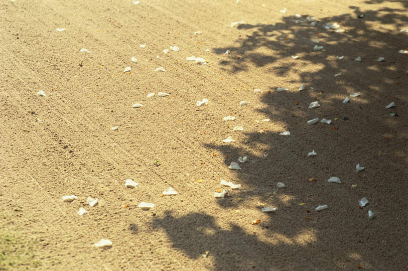 无人,横图,俯视,室外,白天,旅游,度假,名胜古迹,标志建筑,地标,建筑,京都,日本,亚洲,阴影,遗迹,光线,影子,树影,落花,地面,古迹,文物,娱乐,建设,古建筑,斑驳,花,花瓣,阳光,享受,休闲,旅游胜地,放松,京都府,古文明,东亚,本州,本州岛,日本国,近畿地方,近畿,诗仙堂,丈山寺,左京区,彩图,高角度拍摄