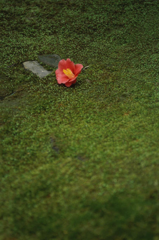 无人,寺庙,竖图,俯视,室外,白天,旅游,度假,草地,草坪,名胜古迹,植物,标志建筑,地标,建筑,山茶花,叶子,京都,日本,亚洲,节日,遗迹,盛开,青苔,苔藓,花蕾,古迹,文化,文物,娱乐,建设,古建筑,草,花,花瓣,花朵,鲜花,绿色,庙宇,花束,花苞,花蕊,祈祷,享受,休闲,健康,旅游胜地,放松,许愿,宗教,佛教,信仰,京都府,纪念,祈求,古文明,东亚,本州,本州岛,日本国,近畿地方,近畿,玉茗花,耐冬,海石榴,释教,上京区,大报恩寺,千本释迦堂,平安,茶花,彩图,高角度拍摄,庙,寺