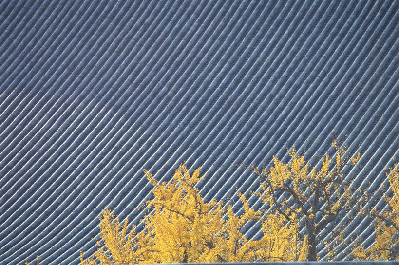 无人,家,寺庙,横图,俯视,室外,白天,旅游,度假,名胜古迹,植物,家具,标志建筑,地标,建筑,叶子,京都,日本,亚洲,节日,遗迹,装饰,瓦片,房屋,庭院,屋檐,屋子,黄叶,古迹,文化,文物,娱乐,建设,古建筑,楼房,檐,住宅,树,树木,黄色,自然,庙宇,祈祷,享受,休闲,健康,嫩叶,旅游胜地,放松,许愿,宗教,佛教,信仰,京都府,生长,成长,纪念,祈求,明亮,舒适,宽敞,古文明,东亚,本州,本州岛,日本国,近畿地方,近畿,县厅,京都市,释教,西本愿寺,下京区,平安,叶,叶片,彩图,高角度拍摄,房子,庙,寺