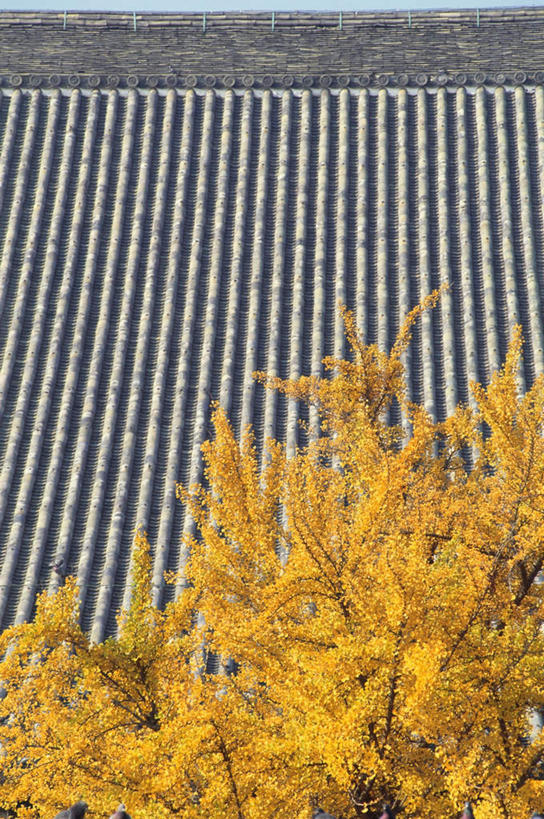 无人,家,寺庙,竖图,俯视,室外,白天,旅游,度假,名胜古迹,植物,家具,标志建筑,地标,建筑,叶子,京都,日本,亚洲,节日,遗迹,装饰,瓦片,房屋,庭院,屋檐,屋子,黄叶,古迹,文化,文物,娱乐,建设,古建筑,楼房,檐,住宅,树,树木,黄色,自然,庙宇,祈祷,享受,休闲,健康,嫩叶,旅游胜地,放松,许愿,宗教,佛教,信仰,京都府,生长,成长,纪念,祈求,明亮,舒适,宽敞,古文明,东亚,本州,本州岛,日本国,近畿地方,近畿,县厅,京都市,释教,西本愿寺,下京区,平安,叶,叶片,彩图,高角度拍摄,房子,庙,寺