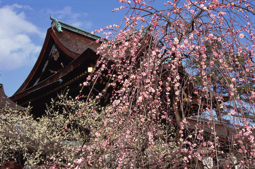 无人,横图,室外,白天,仰视,旅游,度假,植物,标志建筑,地标,建筑,京都,日本,亚洲,阴影,节日,盛开,光线,瓦片,影子,云,云朵,神社,梅花,花蕾,云彩,瓦,文化,娱乐,建设,花,花瓣,花朵,鲜花,树,树木,蓝色,绿色,白云,蓝天,天空,阳光,自然,天,花苞,花蕊,祈祷,享受,休闲,健康,旅游胜地,放松,许愿,宗教,建造,信仰,京都府,生长,晴朗,成长,纪念,神道,祈求,祭祀,高雅,坚强,东亚,屋瓦,本州,本州岛,日本国,近畿地方,近畿,神道教,社屋,北野天满宫,上京区,平安,春梅,梅,晴空,彩图,低角度拍摄