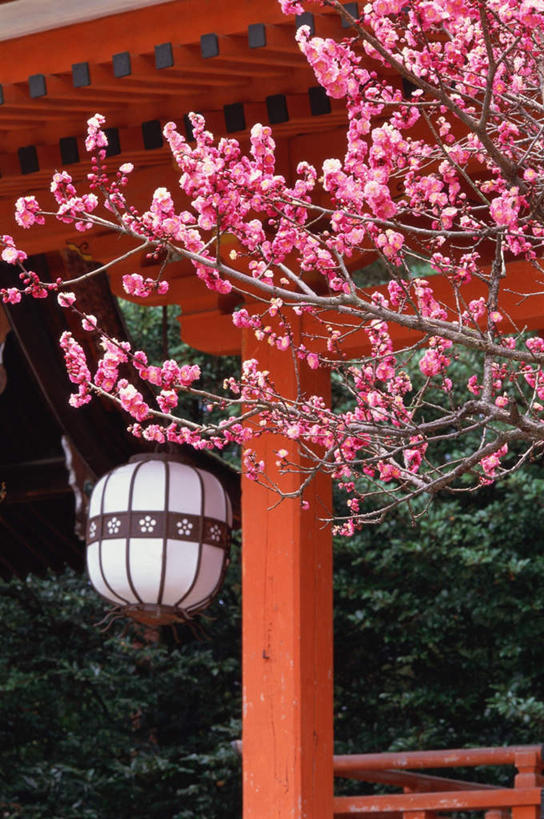 无人,家,寺庙,竖图,室外,白天,正面,旅游,度假,幸福,纯洁,花海,花圃,名胜古迹,家具,标志建筑,地标,建筑,樱花,叶子,照明,京都,日本,亚洲,节日,遗迹,装饰,盛开,灯笼,瓦片,纸灯笼,房屋,庭院,屋檐,屋子,笼子,花蕾,古迹,文化,文物,娱乐,建设,古建筑,楼房,檐,住宅,花,花瓣,花朵,鲜花,红色,绿色,灯具,庙宇,花丛,花束,花田,花苞,花蕊,祈祷,享受,休闲,健康,旅游胜地,放松,许愿,宗教,佛教,信仰,京都府,等待,纪念,祈求,明亮,照亮,舒适,生命,照明设备,宽敞,古文明,东亚,本州,本州岛,日本国,近畿地方,近畿,仙樱花,福岛樱,青肤樱,高尚,热烈,释教,东山区,八坂神社,平安,荆桃,彩图,房子,庙,寺