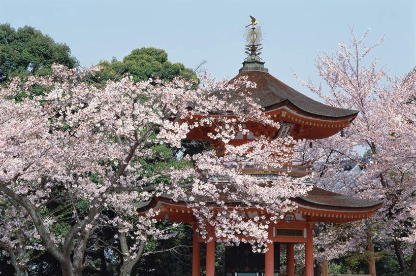 无人,寺庙,横图,室外,白天,仰视,旅游,度假,幸福,纯洁,花海,花圃,名胜古迹,树林,植物,标志建筑,地标,建筑,樱花,叶子,京都,日本,亚洲,节日,遗迹,盛开,亭子,花蕾,古迹,文化,文物,娱乐,建设,古建筑,花,花瓣,花朵,鲜花,树,树木,蓝色,绿色,蓝天,天空,自然,庙宇,花丛,花束,花田,天,花苞,花蕊,祈祷,享受,休闲,健康,旅游胜地,放松,许愿,宗教,佛教,信仰,京都府,生长,成长,等待,纪念,祈求,生命,古文明,东亚,本州,本州岛,日本国,近畿地方,高台寺,近畿,仙樱花,福岛樱,青肤樱,高尚,热烈,释教,东山区,平安,荆桃,彩图,低角度拍摄,庙,寺