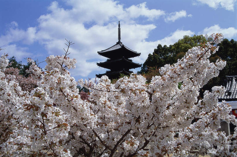 无人,寺庙,横图,室外,白天,仰视,旅游,度假,幸福,纯洁,花海,花圃,名胜古迹,树林,植物,标志建筑,地标,建筑,樱花,叶子,京都,日本,亚洲,节日,遗迹,盛开,亭子,云,云朵,花蕾,云彩,古迹,文化,文物,娱乐,建设,古建筑,花,花瓣,花朵,鲜花,树,树木,蓝色,绿色,白云,蓝天,天空,自然,庙宇,花丛,花束,花田,天,花苞,花蕊,祈祷,享受,休闲,健康,旅游胜地,放松,许愿,宗教,佛教,信仰,京都府,生长,成长,等待,纪念,祈求,生命,古文明,东亚,本州,本州岛,日本国,近畿地方,近畿,仁和寺,仙樱花,福岛樱,青肤樱,高尚,热烈,释教,平安,荆桃,彩图,低角度拍摄,庙,寺