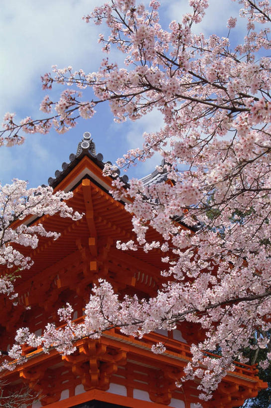 无人,家,寺庙,竖图,室外,白天,仰视,旅游,度假,幸福,纯洁,花海,花圃,名胜古迹,家具,标志建筑,地标,建筑,樱花,叶子,京都,日本,亚洲,节日,遗迹,装饰,盛开,瓦片,房屋,庭院,屋檐,屋子,花蕾,古迹,文化,文物,娱乐,建设,古建筑,楼房,檐,住宅,花,花瓣,花朵,鲜花,红色,蓝色,绿色,蓝天,天空,庙宇,花丛,花束,花田,天,花苞,花蕊,祈祷,享受,休闲,健康,旅游胜地,放松,许愿,宗教,佛教,信仰,京都府,等待,纪念,祈求,明亮,舒适,生命,宽敞,古文明,东亚,本州,本州岛,日本国,近畿地方,近畿,仙樱花,福岛樱,青肤樱,高尚,热烈,释教,东山区,八坂神社,平安,荆桃,彩图,低角度拍摄,房子,庙,寺