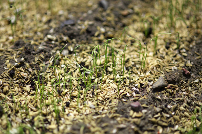 无人,菜园,农田,横图,俯视,室外,特写,白天,农业,庄稼,农作物,田园,植物,蔬菜,许多,阴影,新鲜,光线,影子,菜地,葱,青葱,食品,幼苗,草,食物,绿色,阳光,有机食品,绿色食品,菜棚,田庄,地棚,彩图,高角度拍摄,耕地,庄稼田