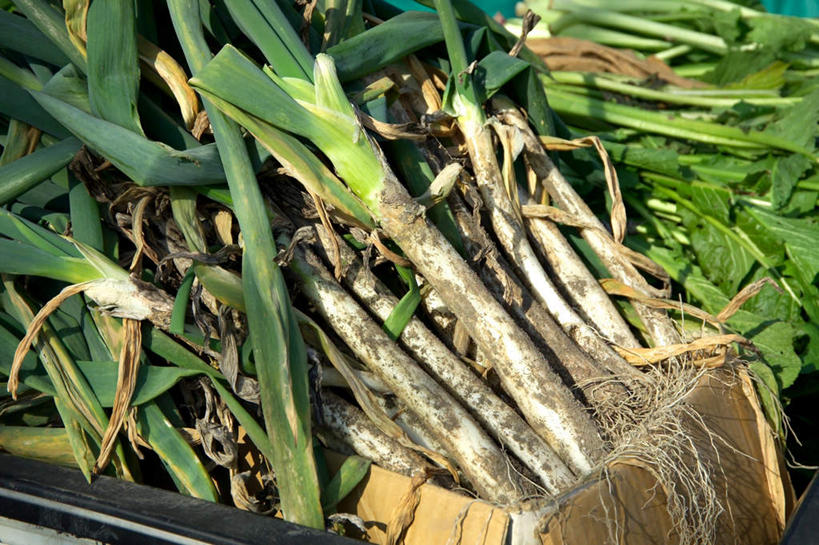 无人,菜园,横图,俯视,室外,特写,白天,农作物,收割,田园,植物,蔬菜,许多,阴影,堆积,新鲜,光线,影子,菜地,葱,青葱,食品,幼苗,草,食物,绿色,阳光,有机食品,绿色食品,收获,菜棚,田庄,地棚,彩图,高角度拍摄