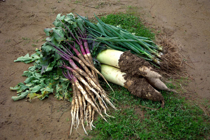 无人,菜园,农田,横图,俯视,室外,特写,白天,农业,庄稼,农作物,田园,植物,萝卜,白萝卜,蔬菜,许多,阴影,堆积,新鲜,光线,影子,菜地,食品,草,食物,绿色,阳光,有机食品,绿色食品,收获,获得,辛苦,菜棚,田庄,地棚,莱菔,彩图,高角度拍摄,耕地,庄稼田