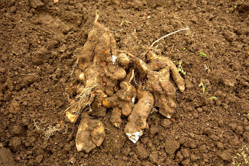 无人,菜园,农田,横图,俯视,室外,特写,白天,农业,庄稼,农作物,田园,植物,蔬菜,一堆,许多,阴影,堆叠,堆积,新鲜,光线,影子,菜地,泥土,山药,食品,食物,阳光,有机食品,绿色食品,收获,堆,获得,辛苦,菜棚,田庄,薯蓣,怀山药,淮山药,玉延,山薯,地棚,彩图,高角度拍摄,耕地,庄稼田