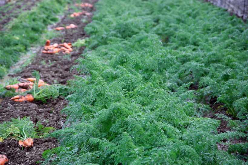 无人,菜园,农田,横图,俯视,室外,白天,农业,庄稼,农作物,田园,植物,萝卜,胡萝卜,蔬菜,叶子,一排,许多,阴影,新鲜,整齐,光线,影子,菜地,泥土,食品,绿叶,草,食物,排列,绿色,阳光,嫩叶,有机食品,绿色食品,收获,队列,获得,辛苦,菜棚,田庄,地棚,叶,叶片,红萝卜,甘荀,彩图,高角度拍摄,耕地,庄稼田