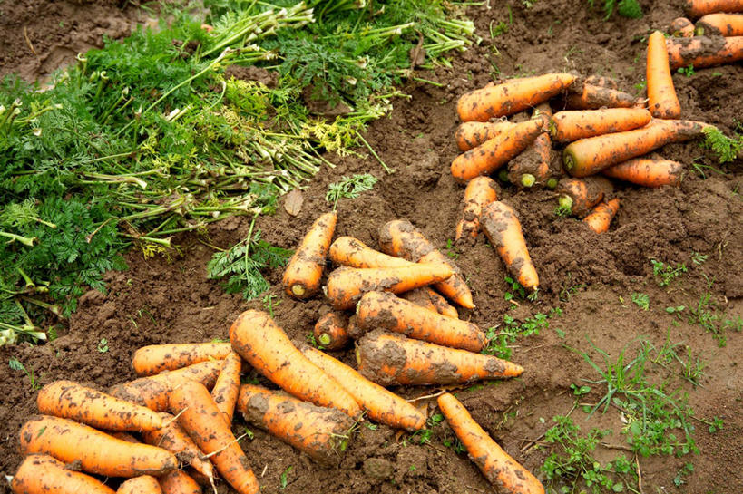 无人,菜园,农田,横图,俯视,室外,白天,农业,庄稼,农作物,田园,植物,萝卜,胡萝卜,蔬菜,叶子,一堆,许多,阴影,堆叠,堆积,新鲜,光线,影子,菜地,泥土,食品,绿叶,草,食物,红色,绿色,阳光,嫩叶,有机食品,绿色食品,收获,堆,获得,辛苦,菜棚,田庄,地棚,叶,叶片,红萝卜,甘荀,彩图,高角度拍摄,耕地,庄稼田