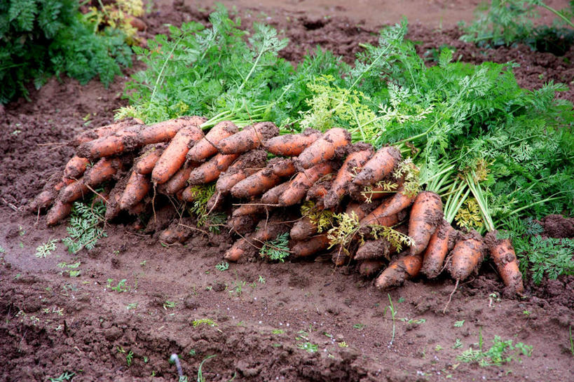 无人,菜园,农田,横图,俯视,室外,白天,农业,庄稼,农作物,田园,植物,萝卜,胡萝卜,蔬菜,叶子,许多,阴影,新鲜,光线,影子,菜地,泥土,食品,绿叶,草,食物,红色,绿色,阳光,嫩叶,有机食品,绿色食品,收获,获得,辛苦,菜棚,田庄,地棚,叶,叶片,红萝卜,甘荀,彩图,高角度拍摄,耕地,庄稼田