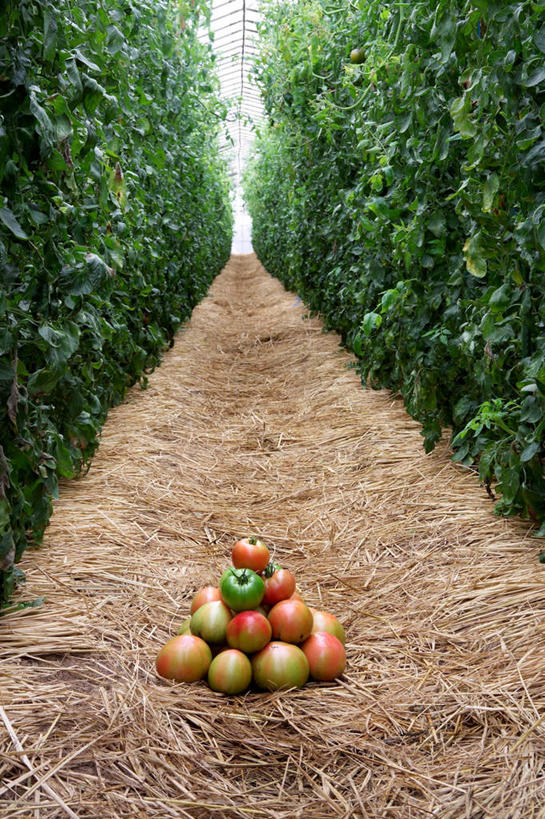 无人,菜园,农田,竖图,室外,白天,正面,农业,庄稼,农作物,收割,田园,蔬菜,西红柿,一排,许多,阴影,堆叠,新鲜,光线,影子,菜地,食品,稻草,食物,排列,绿色,阳光,藤蔓,有机食品,绿色食品,收获,队列,菜棚,田庄,地棚,番茄,彩图,耕地,庄稼田