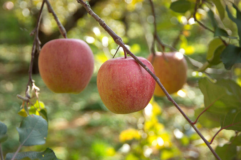 无人,果园,农田,横图,室外,特写,白天,正面,农业,庄稼,农作物,收割,树林,田园,植物,苹果,水果,许多,阴影,朦胧,模糊,新鲜,光线,影子,生食,食品,果实,果树,树,树木,食物,红色,绿色,阳光,自然,有机食品,绿色食品,生长,收获,成长,苹果树,田庄,彩图,耕地,庄稼田