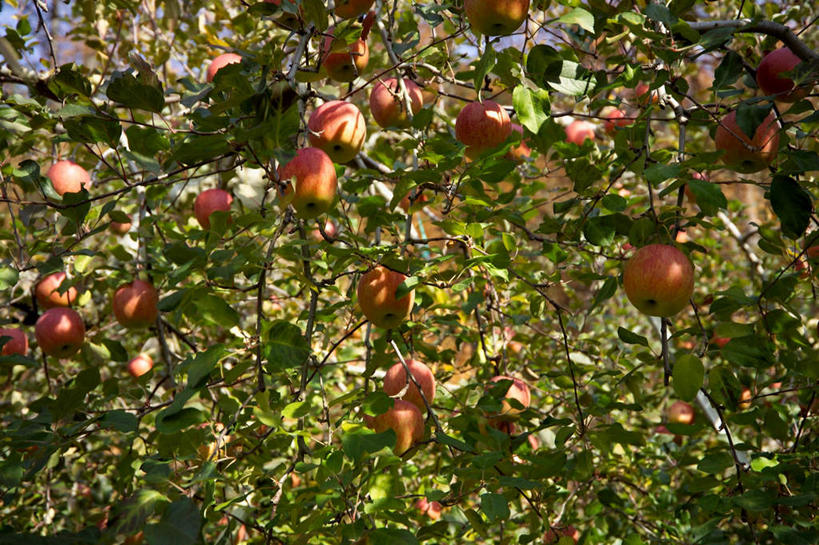 无人,果园,农田,横图,室外,白天,正面,农业,庄稼,农作物,收割,树林,田园,植物,苹果,水果,许多,阴影,新鲜,光线,影子,生食,食品,果实,果树,树,树木,食物,红色,绿色,阳光,自然,有机食品,绿色食品,生长,收获,成长,苹果树,田庄,彩图,耕地,庄稼田