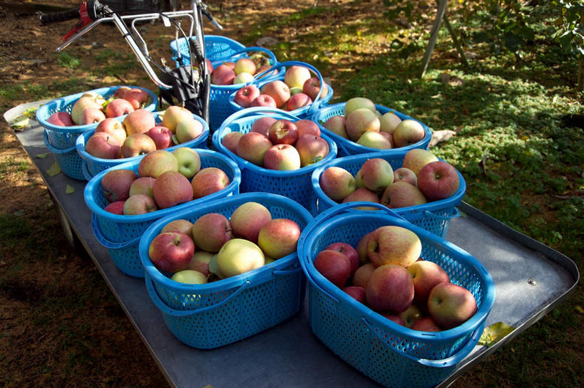 无人,果园,农田,交叉,横图,俯视,室外,特写,白天,农业,庄稼,农作物,收割,树林,田园,植物,竹子,苹果,水果,许多,阴影,竹制,新鲜,编织,光线,篮筐,篮子,推车,影子,生食,食品,果实,果树,筐子,筐,树,树木,食物,红色,绿色,阳光,自然,竹篮,有机食品,绿色食品,生长,收获,成长,竹条,交织,竹制品,苹果树,田庄,穿插,彩图,高角度拍摄,耕地,庄稼田