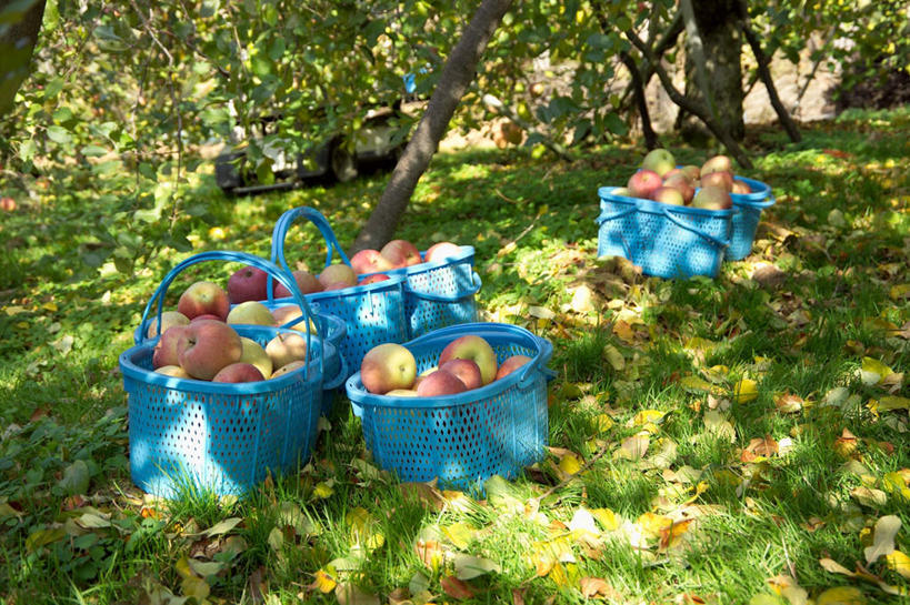 无人,果园,农田,横图,俯视,室外,白天,农业,庄稼,农作物,收割,草地,草坪,树林,田园,植物,苹果,水果,许多,阴影,新鲜,光线,影子,生食,食品,果实,果树,草,树,树木,食物,红色,绿色,阳光,自然,有机食品,绿色食品,生长,收获,成长,苹果树,田庄,彩图,高角度拍摄,耕地,庄稼田