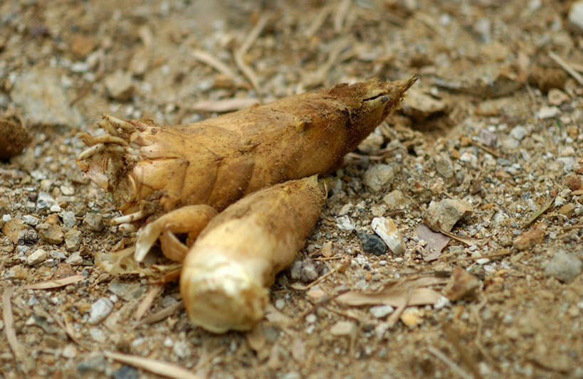 无人,横图,俯视,室外,特写,白天,石头,植物,蔬菜,堆积,新鲜,整齐,石子,泥土,竹笋,食品,地面,食物,排列,绿色,自然,春季,春天,有机食品,绿色食品,生长,成长,生机,生命,队列,春笋,春日,石块,彩图,高角度拍摄