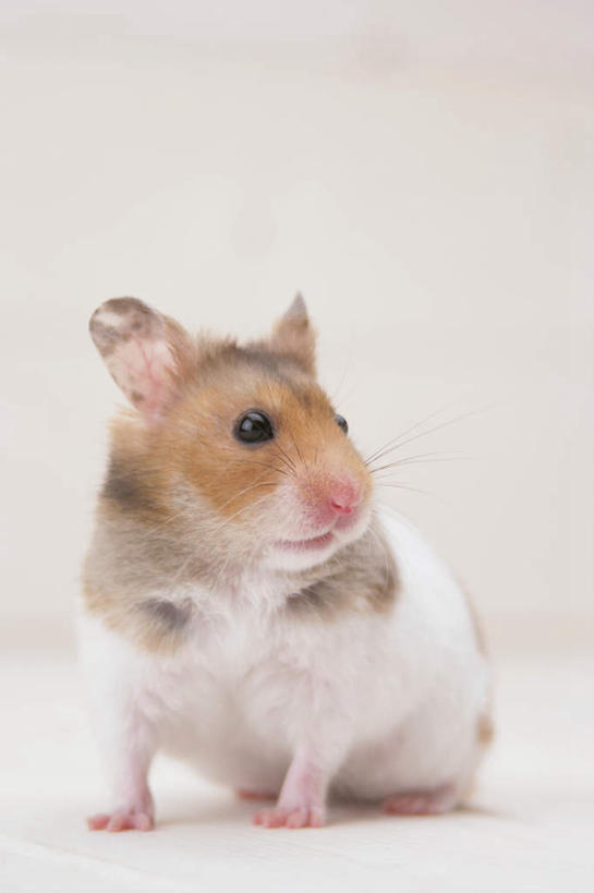 无人,坐,竖图,室内,特写,白天,白色背景,正面,野生动物,老鼠,仓鼠,扭头,注视,一只,动物,观察,看,转头,可爱,摄影,活泼,影棚,观看,鼠,察看,关注,搬仓鼠,腮鼠,黄金地鼠,金黄地鼠,金毛鼠,金丝熊,叙利亚仓鼠,叙利亚地鼠,珍珠熊,坐着,彩图,全身,影棚拍摄,拍摄