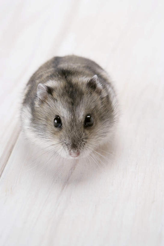 无人,坐,竖图,室内,特写,白天,白色背景,正面,野生动物,老鼠,仓鼠,注视,一只,动物,观察,看,可爱,摄影,活泼,影棚,观看,鼠,察看,关注,搬仓鼠,腮鼠,黄金地鼠,金黄地鼠,金毛鼠,金丝熊,叙利亚仓鼠,叙利亚地鼠,珍珠熊,坐着,彩图,全身,影棚拍摄,拍摄