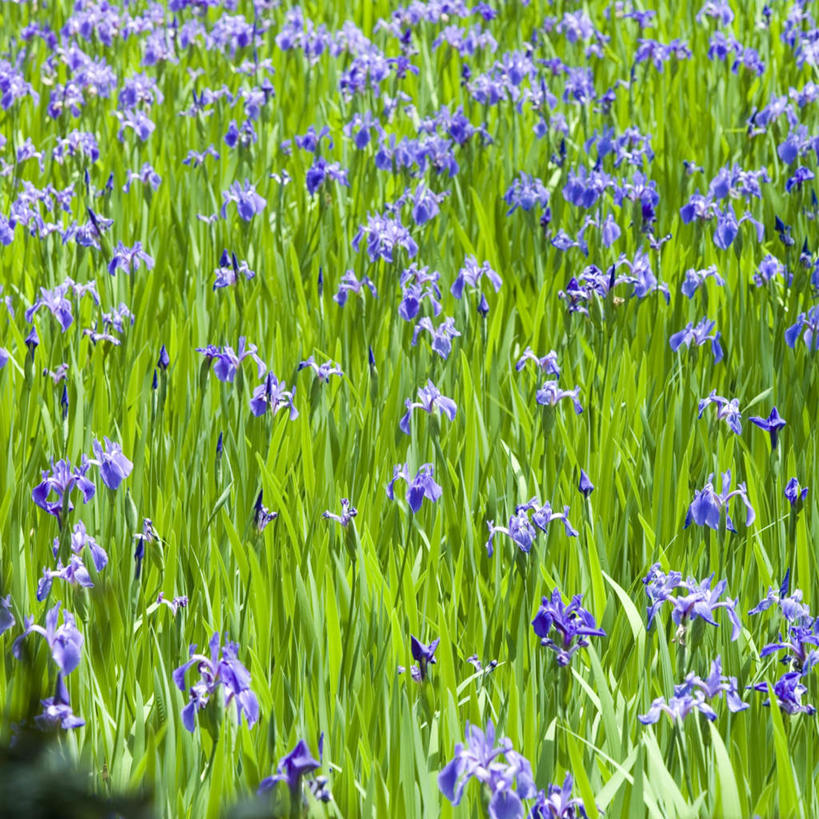 无人,方图,室外,白天,正面,旅游,度假,美景,京都,日本,亚洲,盛开,景观,鸢尾花,花蕾,娱乐,花,花瓣,花朵,鲜花,紫色,自然,花苞,花蕊,享受,休闲,景色,放松,京都府,自然风光,东亚,本州,本州岛,日本国,近畿地方,近畿,彩图