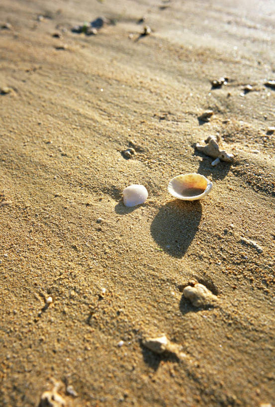 无人,竖图,俯视,室外,白天,旅游,度假,美景,沙滩,贝壳,日本,亚洲,阴影,光线,沙子,影子,海岸,景观,沙地,娱乐,冲绳,阳光,自然,享受,休闲,景色,放松,冲绳县,自然风光,东亚,琉球群岛,日本国,九州地方,八重山群岛,西表岛,贝类外壳,海螺壳,软体动物外壳,海滩,彩图,高角度拍摄