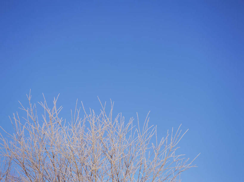 无人,横图,室外,白天,仰视,旅游,度假,美景,雪,植物,大雪,北海道,日本,亚洲,阴影,光线,影子,冰,积雪,景观,雪景,冬季,冬天,娱乐,树,树木,蓝色,绿色,蓝天,天空,阳光,自然,天,享受,休闲,景色,放松,寒冷,生长,晴朗,成长,冰冷,自然风光,雾凇,东亚,万里无云,日本国,北海道地方,北海道岛,严寒,冰凉,酷寒,凛冽,凛凛,极冷,树挂,晴空,晴空万里,彩图,低角度拍摄