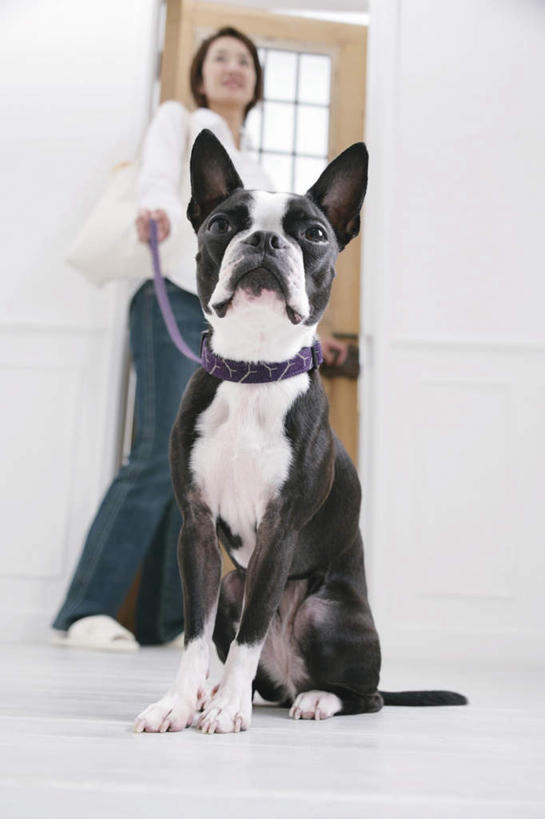 东方人,一个人,客厅,站,坐,竖图,室内,白天,仰视,宠物,狗,亚洲,仅一个年轻女性,仅一个女性,仅一个人,阴影,服装,光线,瓷砖,地砖,影子,梗犬,地面,拿,拿着,注视,休闲装,黄种人,波士顿犬,一只,衣服,动物,观察,看,站着,休闲,休闲服,可爱,服饰,观看,察看,起居室,关注,波士顿狗,牵引绳,忠诚,波士顿更,波士顿梗,波士顿梗犬,年轻女性,女人,女性,亚洲人,犬,站立,坐着,彩图,低角度拍摄,全身