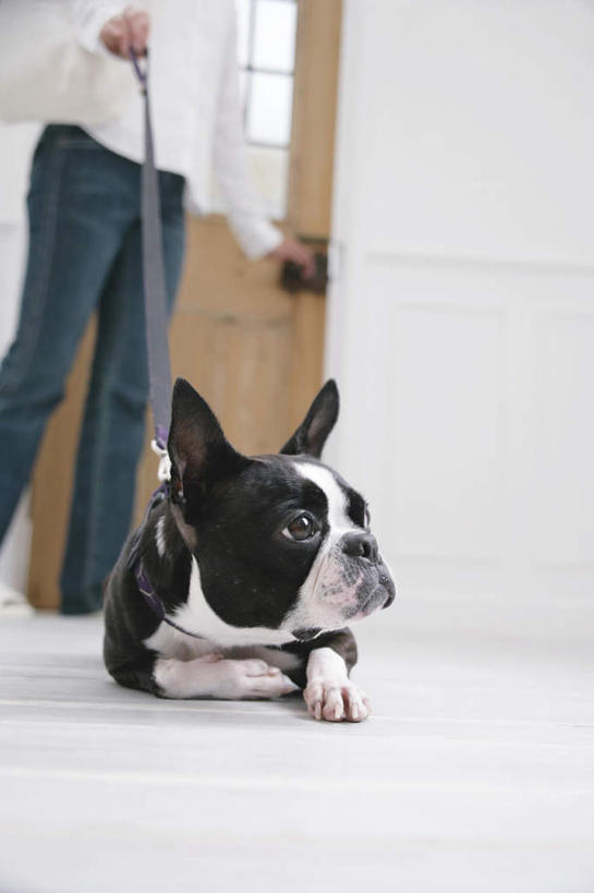 东方人,一个人,客厅,站,坐,竖图,室内,白天,仰视,宠物,狗,亚洲,仅一个年轻女性,仅一个女性,仅一个人,阴影,服装,光线,瓷砖,地砖,影子,梗犬,地面,拿,拿着,注视,休闲装,黄种人,波士顿犬,一只,衣服,动物,观察,看,站着,休闲,休闲服,可爱,服饰,观看,察看,起居室,关注,波士顿狗,牵引绳,忠诚,波士顿更,波士顿梗,波士顿梗犬,年轻女性,女人,女性,亚洲人,犬,站立,坐着,半身,彩图,低角度拍摄