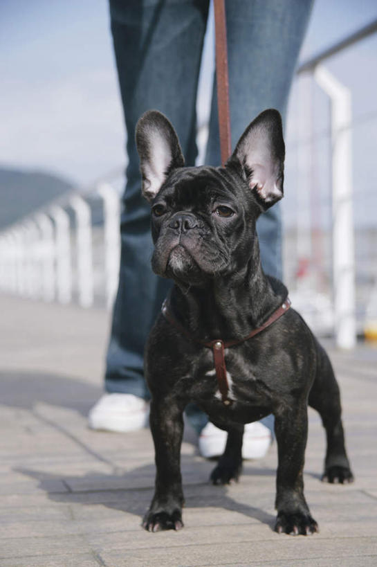 东方人,一个人,栏杆,站,竖图,室外,白天,仰视,宠物,狗,亚洲,仅一个年轻女性,仅一个女性,仅一个人,阴影,服装,光线,斗牛犬,影子,围栏,拿,拿着,注视,休闲装,黄种人,护栏,一只,衣服,蓝色,蓝天,天空,阳光,动物,天,观察,看,站着,休闲,休闲服,可爱,服饰,晴朗,观看,察看,关注,牛头犬,牵引绳,忠诚,英国斗牛犬,万里无云,斗牛狗,老虎狗,英国老虎犬,年轻女性,女人,女性,亚洲人,晴空,晴空万里,犬,站立,半身,彩图,低角度拍摄