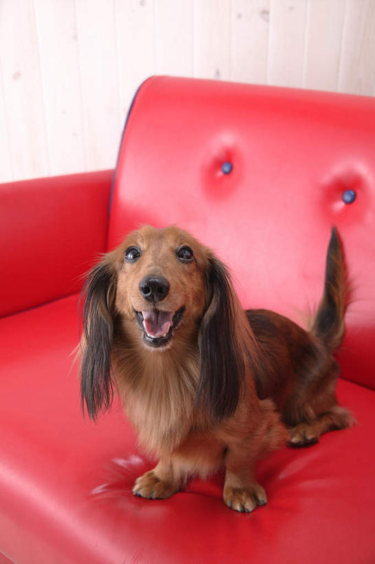 无人,坐,竖图,室内,白天,正面,沙发,宠物,狗,阴影,光线,腊肠犬,影子,迷你腊肠犬,注视,腊肠狗,一只,动物,观察,看,可爱,观看,察看,关注,忠诚,迷你腊肠狗,犬,坐着,彩图,全身,皮沙发