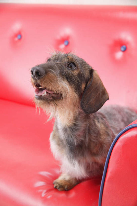 无人,坐,竖图,室内,白天,正面,沙发,宠物,狗,阴影,光线,腊肠犬,影子,迷你腊肠犬,注视,腊肠狗,一只,动物,观察,看,可爱,观看,察看,关注,忠诚,迷你腊肠狗,犬,坐着,彩图,全身,皮沙发