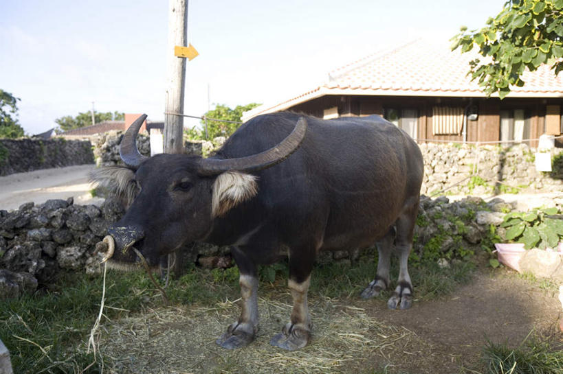 无人,家,木屋,站,横图,室外,白天,正面,旅游,度假,草地,草坪,美景,植物,牛,日本,亚洲,墙,景观,娱乐,冲绳,墙壁,墙面,住宅,草,树,树木,一只,绿色,自然,动物,站着,享受,休闲,家畜,景色,放松,牲畜,生长,成长,冲绳县,自然风光,东亚,琉球群岛,竹富岛,日本国,九州地方,八重山群岛,站立,彩图,全身,茅舍,茅屋,棚屋,小木屋,小屋