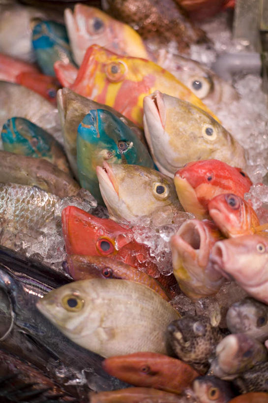 海鲜,无人,竖图,俯视,室内,特写,白天,日本,亚洲,一排,阴影,整齐,光线,鱼,影子,冰,冰块,冲绳,冷冻,水产,鱼类,海洋生物,排列,寒冷,冷藏,冲绳县,冰冷,队列,水生动物,海产品,水生物,东亚,海底动物,琉球群岛,日本国,九州地方,保鲜,彩图,高角度拍摄