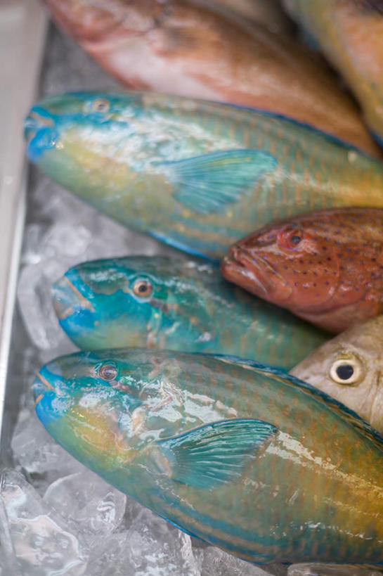 海鲜,无人,竖图,俯视,室内,特写,白天,日本,亚洲,一排,阴影,整齐,光线,鱼,影子,冰,冰块,冲绳,冷冻,水产,鱼类,海洋生物,排列,寒冷,冷藏,冲绳县,冰冷,队列,水生动物,海产品,水生物,东亚,海底动物,琉球群岛,日本国,九州地方,保鲜,彩图,高角度拍摄