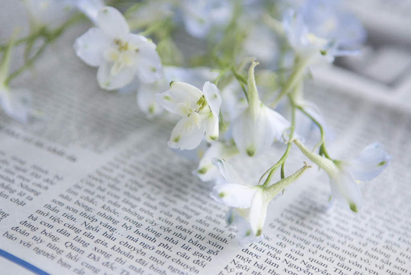 无人,横图,俯视,室内,特写,白天,植物,报纸,阴影,朦胧,模糊,盛开,光线,信息,英文,标志,文字,影子,字符,字母,花蕾,标识,花,花瓣,花朵,鲜花,绿色,白色,自然,花苞,花蕊,生长,成长,英文字母,新闻,萝小花,翠雀,大花飞燕草,飞燕草,彩图,高角度拍摄,报刊