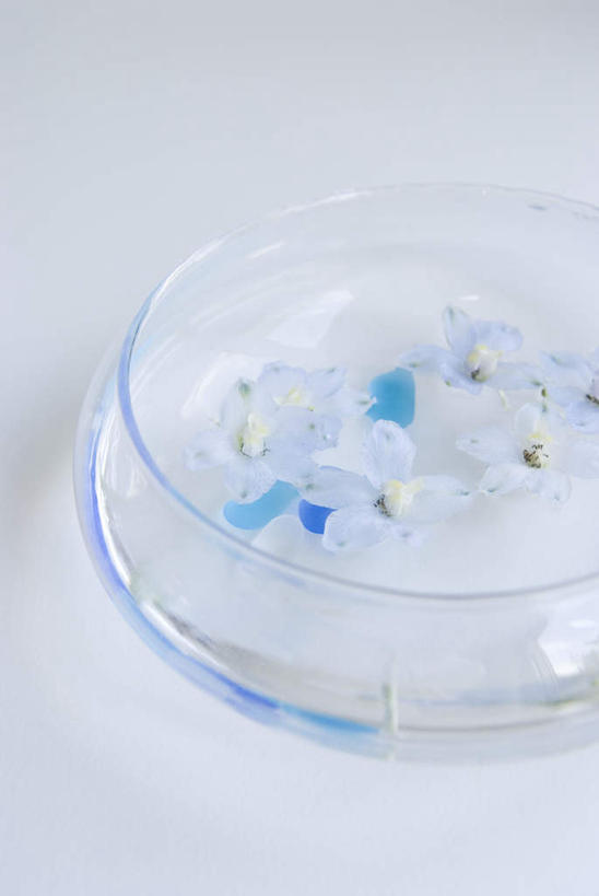 无人,竖图,俯视,室内,特写,白天,白色背景,实验,仪器,水,植物,静物,阴影,研究,盛开,分析,光线,化学,测试,培养皿,液体,影子,珠子,水滴,花蕾,花,花瓣,花朵,鲜花,蓝色,绿色,白色,自然,花苞,花蕊,器皿,生物,摄影,影棚,生长,成长,萝小花,试验耗材,实验用品,化学器材,翠雀,大花飞燕草,飞燕草,彩图,高角度拍摄,影棚拍摄,拍摄