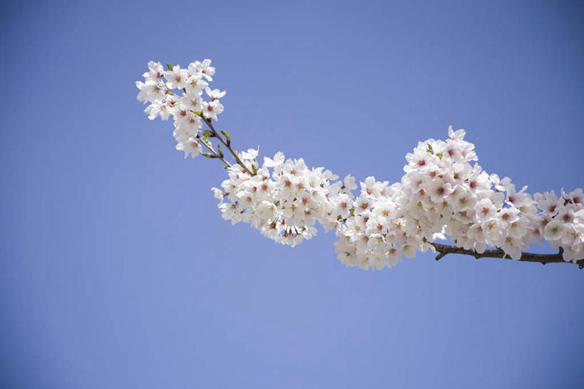 无人,横图,室外,白天,仰视,幸福,纯洁,植物,樱花,阴影,光线,影子,树,树木,树枝,粉色,蓝色,绿色,白色,蓝天,天空,阳光,自然,天,一枝,生长,晴朗,成长,等待,生命,万里无云,仙樱花,福岛樱,青肤樱,高尚,热烈,晴空,晴空万里,荆桃,彩图,低角度拍摄